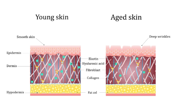 Which Chemical Peel Delivers the Most Visible Anti-Aging & Wrinkle Reduction Benefits?